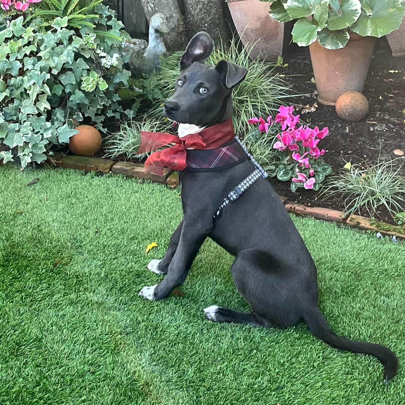 Smokey, a Adoptable mixed breed in Los Gatos, CA image 5/6