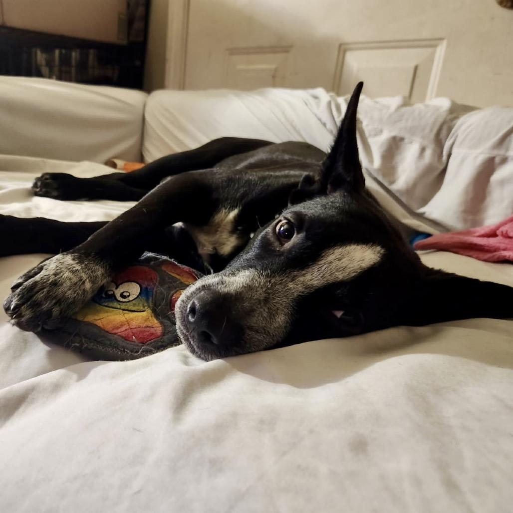 Ronnie McLovin — thumbnail 4