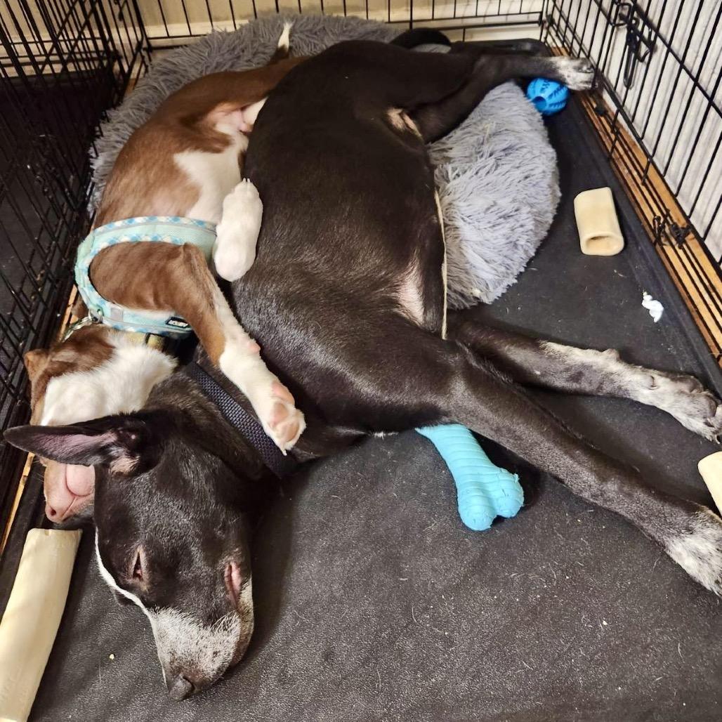 Ronnie McLovin — thumbnail 5