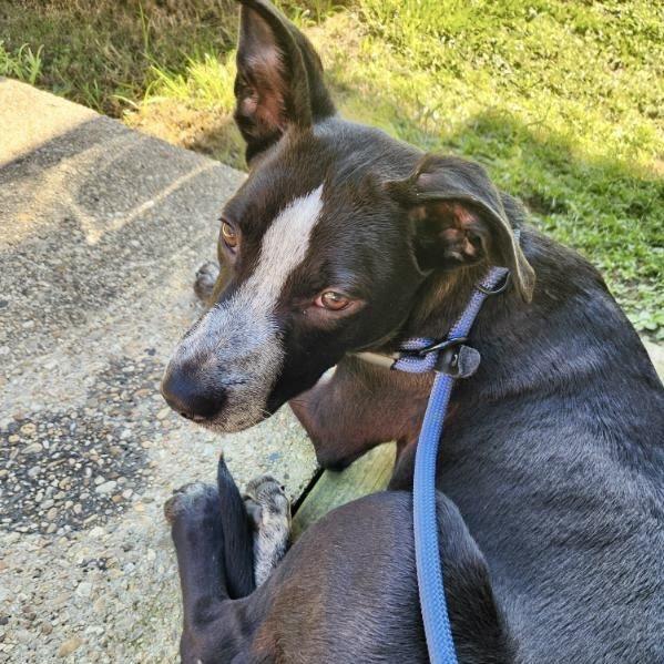 Ronnie McLovin — thumbnail 6