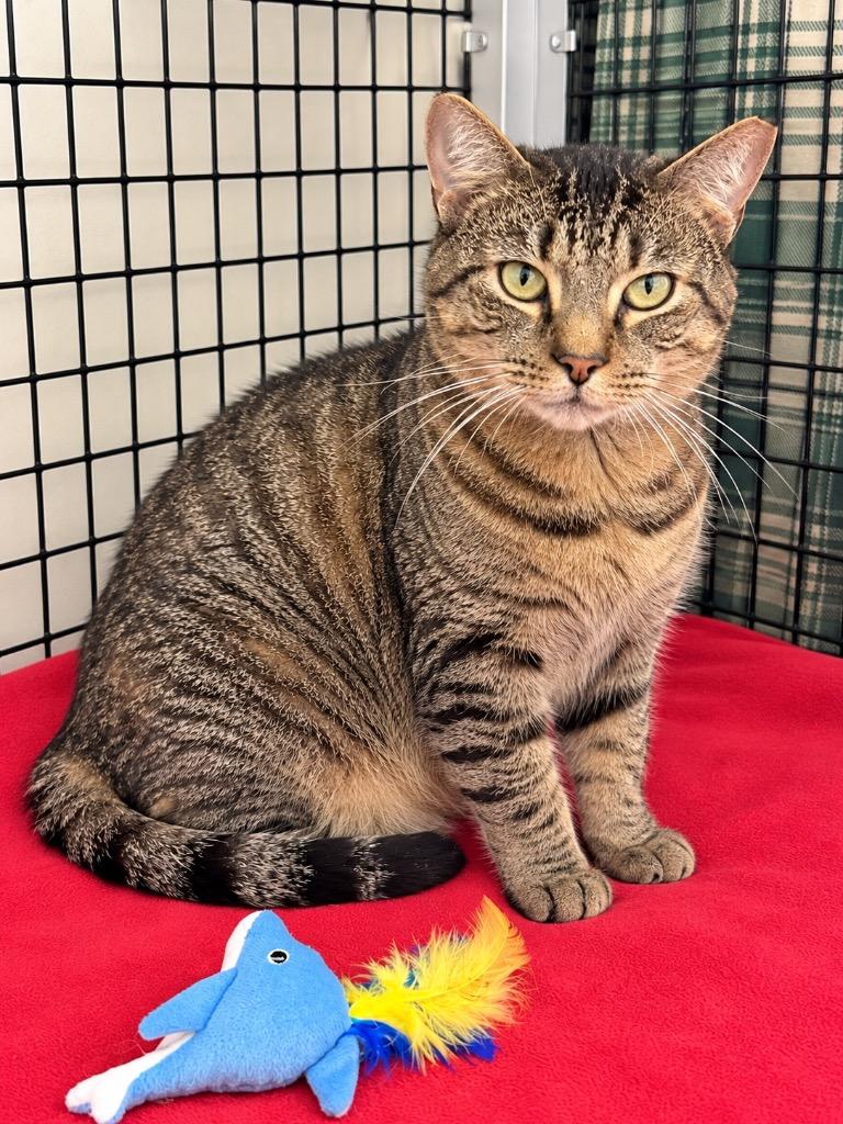 Enlarge Arthur, a Adoptable mixed breed in Ewing, NJ image 3/6