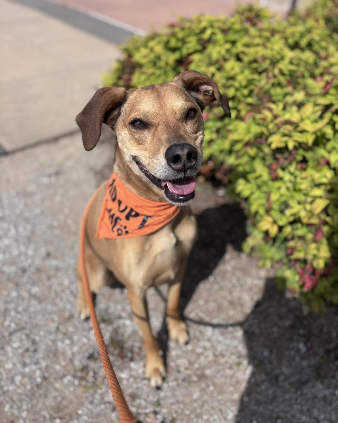 Enlarge Pluto, a ADOPTABLE mixed breed in Stillwater, OK image 1/3