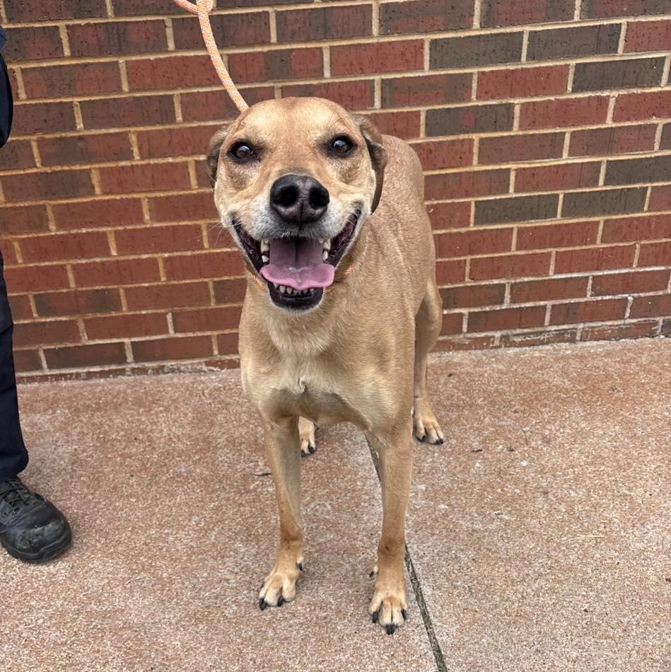 Enlarge Pluto, a ADOPTABLE mixed breed in Stillwater, OK image 3/3