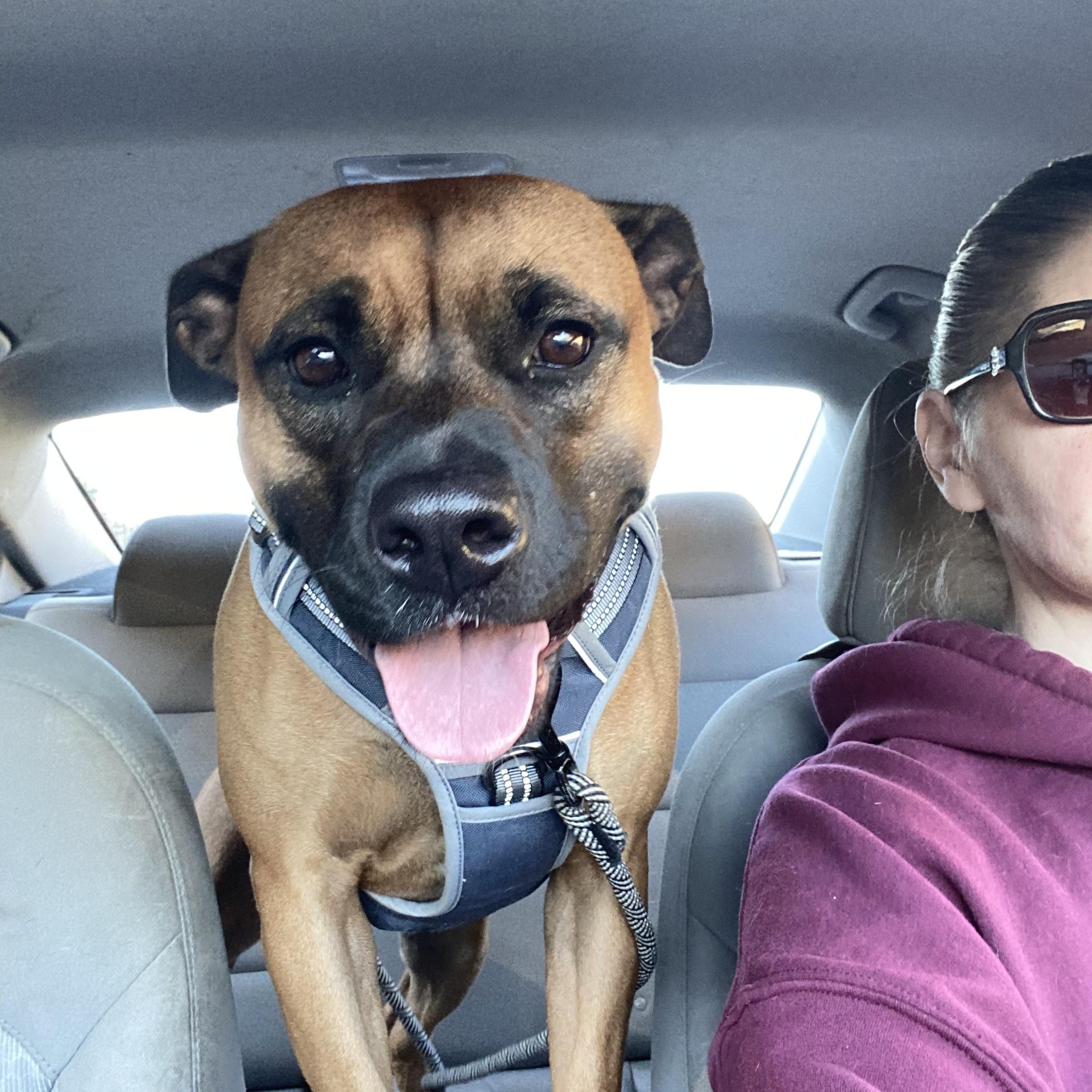 Juno, a Adoptable mixed breed in Lyndhurst, OH image 1/5