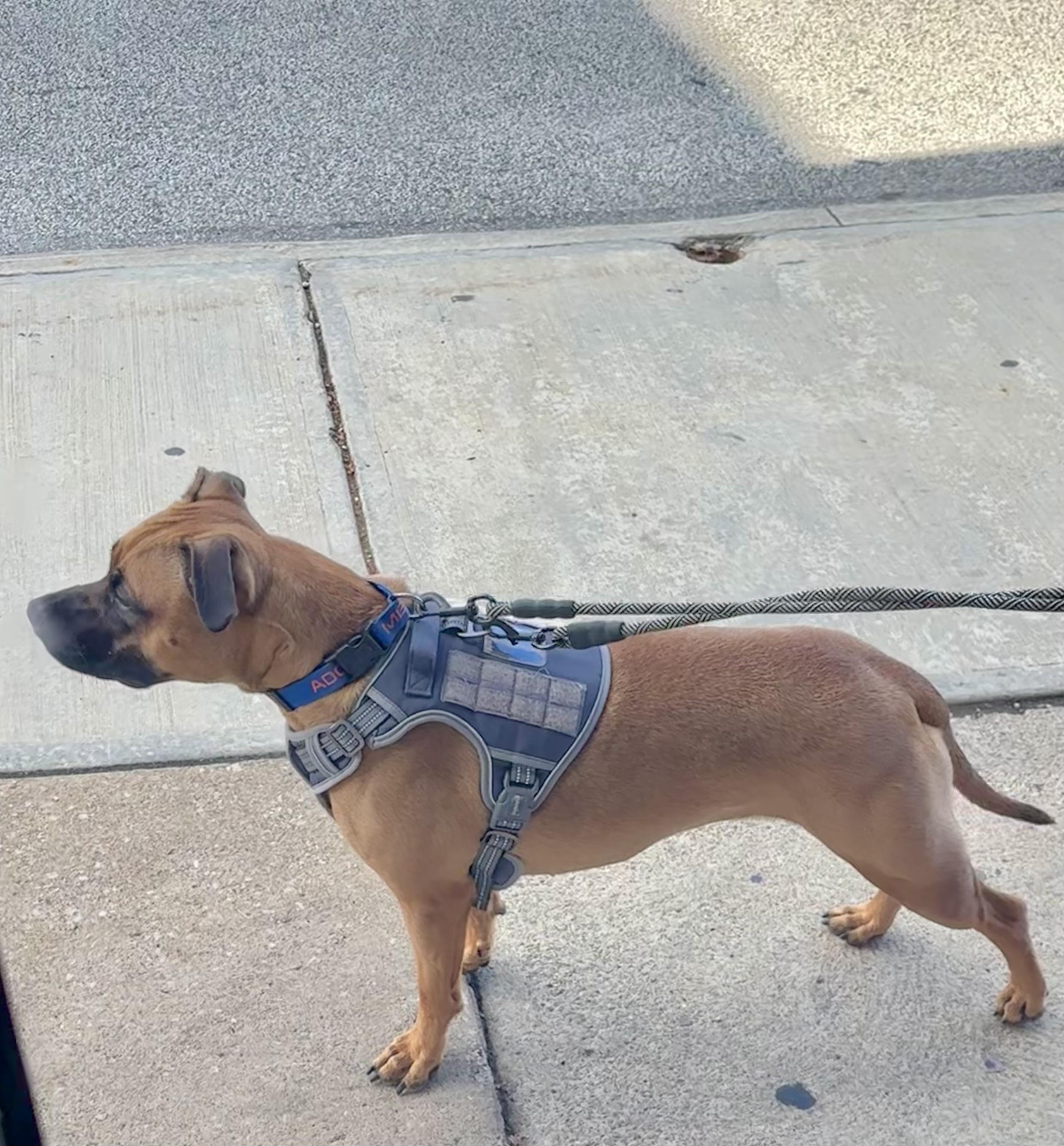 Juno, a Adoptable mixed breed in Lyndhurst, OH image 3/5