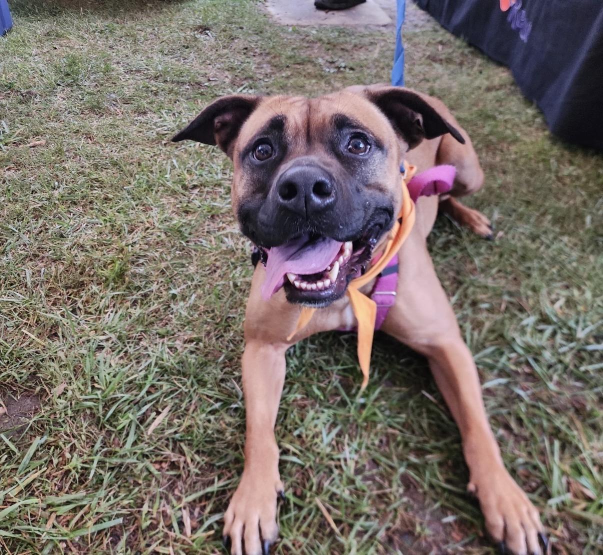 Enlarge Juno, a Adoptable mixed breed in Lyndhurst, OH image 1/6