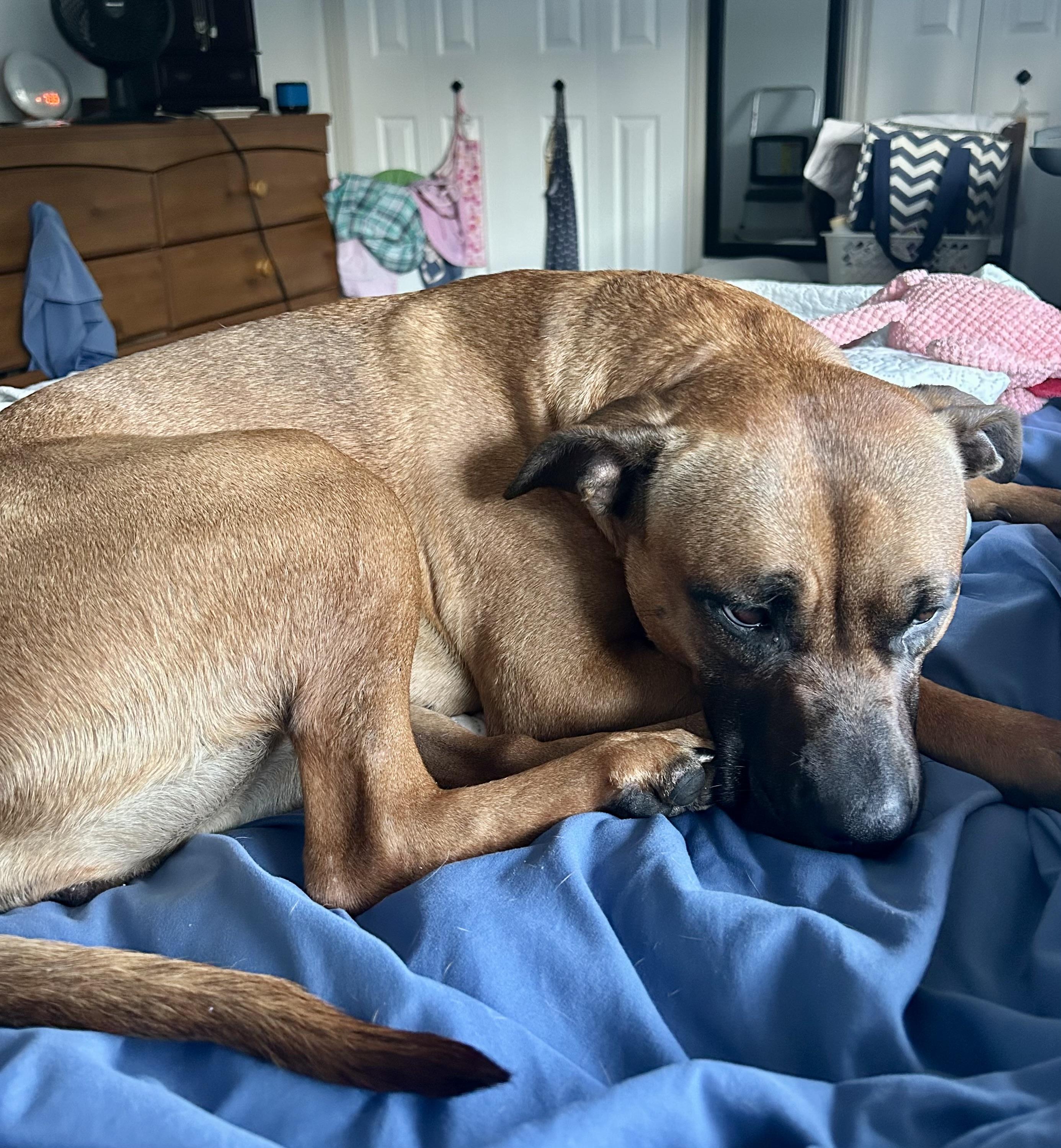 Juno, a Adoptable mixed breed in Lyndhurst, OH image 4/5