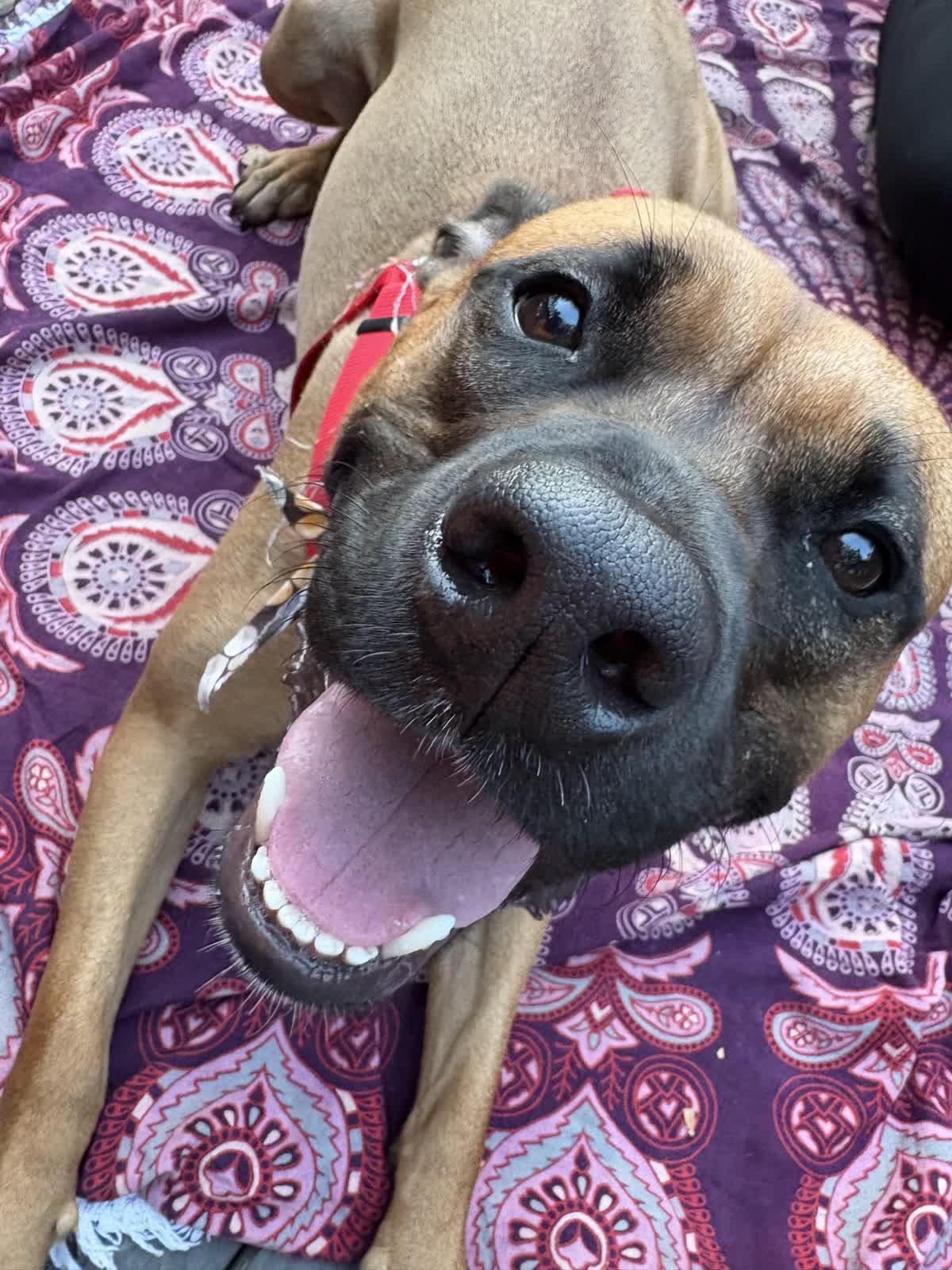 Juno, a Adoptable mixed breed in Lyndhurst, OH image 5/5