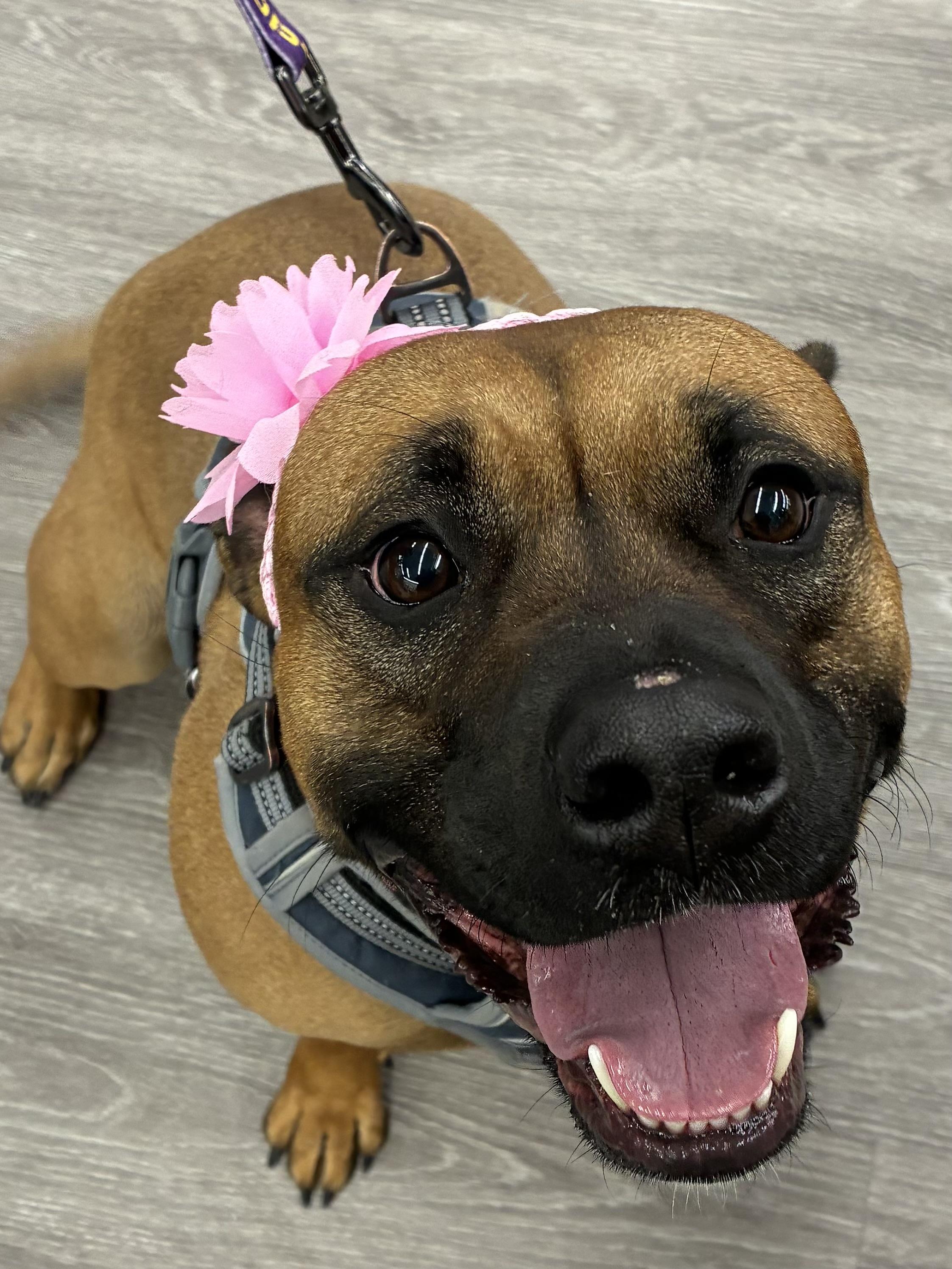 Enlarge Juno, a Adoptable mixed breed in Lyndhurst, OH image 1/6