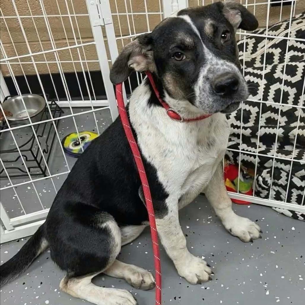 Wilma, Adoptable, Young Female Beagle & Basset Hound.