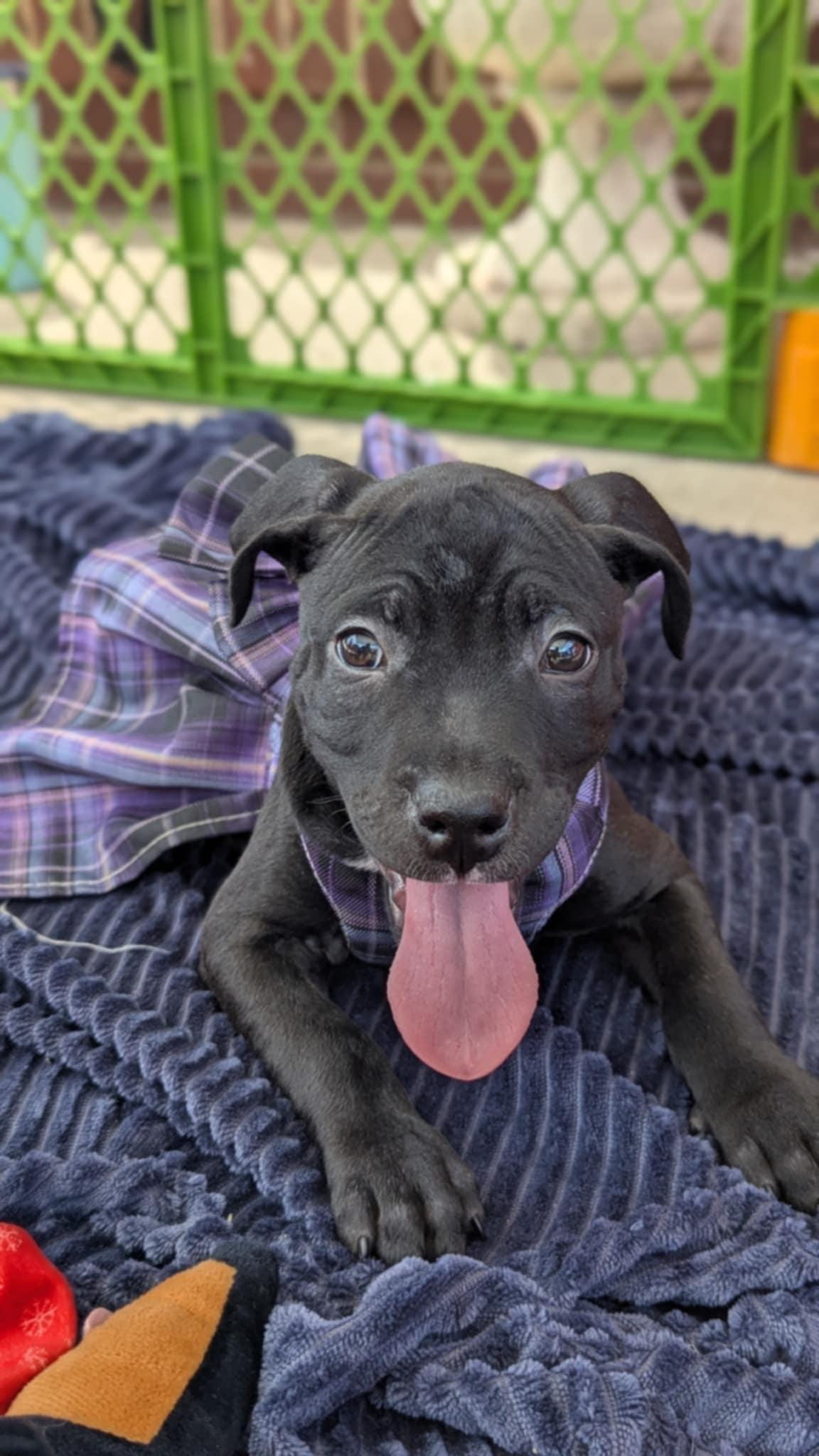 Lottie, Adopted, Puppy Female Pit Bull Terrier.