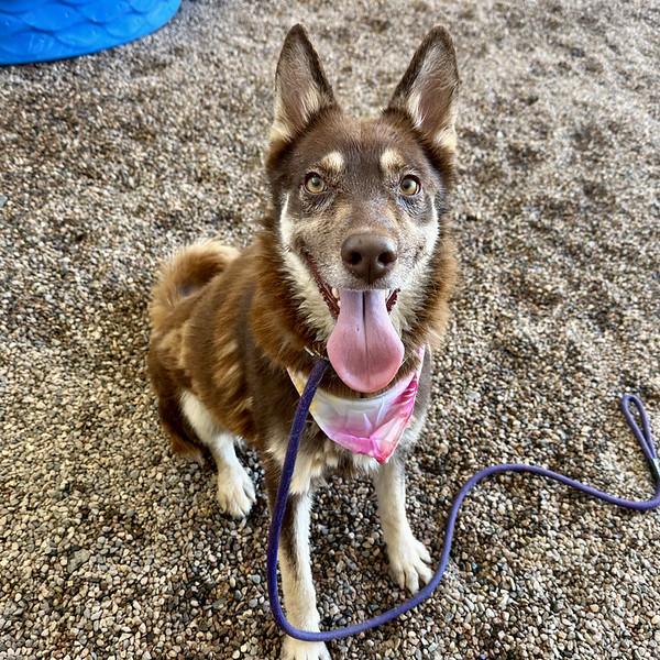 SUNI, Adoptable, Adult Female Siberian Husky & Mixed Breed.