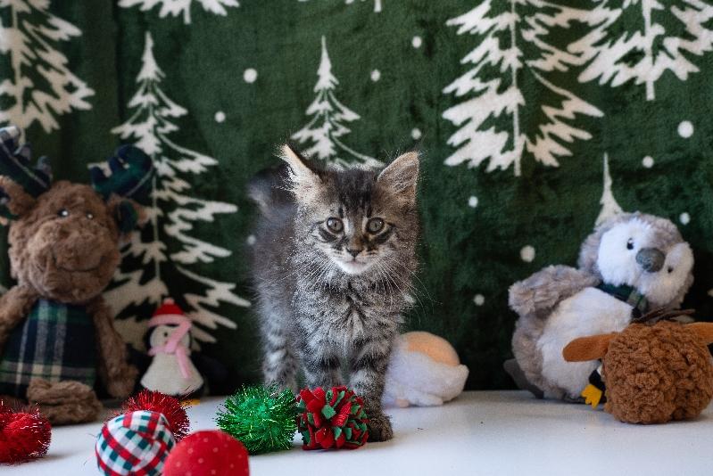 Enlarge Gideon, a Adoptable Domestic Medium Hair in Lafayette, LA image 4/6