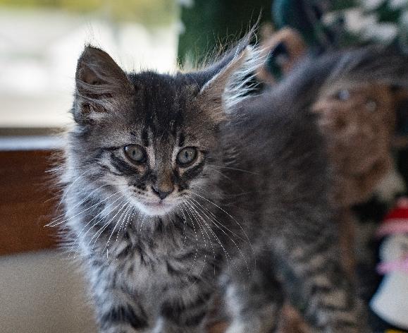 Enlarge Gideon, a Adoptable Domestic Medium Hair in Lafayette, LA image 3/6