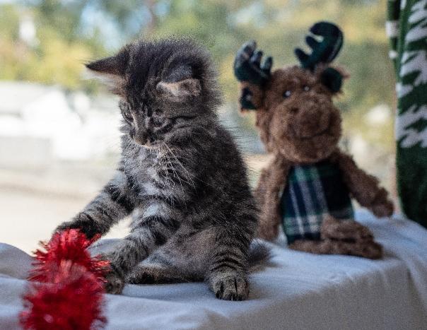 Enlarge Gideon, a Adoptable Domestic Medium Hair in Lafayette, LA image 2/6