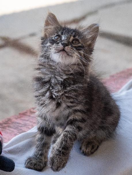 Enlarge Gideon, a Adoptable Domestic Medium Hair in Lafayette, LA image 5/6