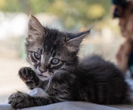 Gideon, Adoptable, Kitten Male Domestic Medium Hair.