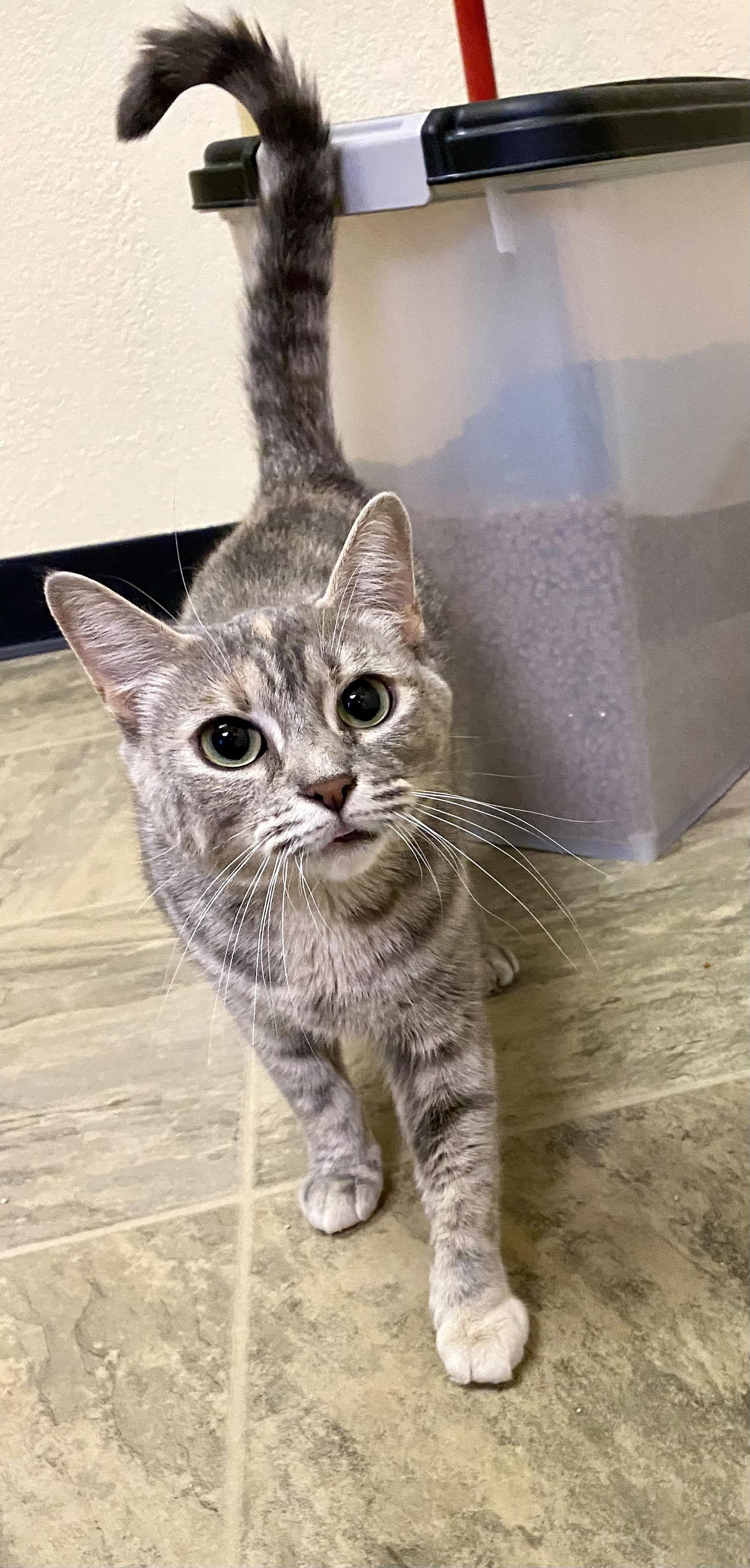 Pat, Adoptable, Adult Female Domestic Short Hair & Dilute Tortoiseshell.