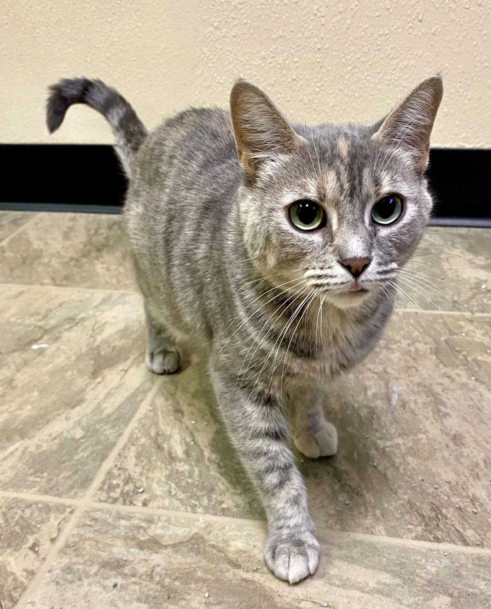 Pat, a Adoptable mixed breed in Fargo, ND image 2/2