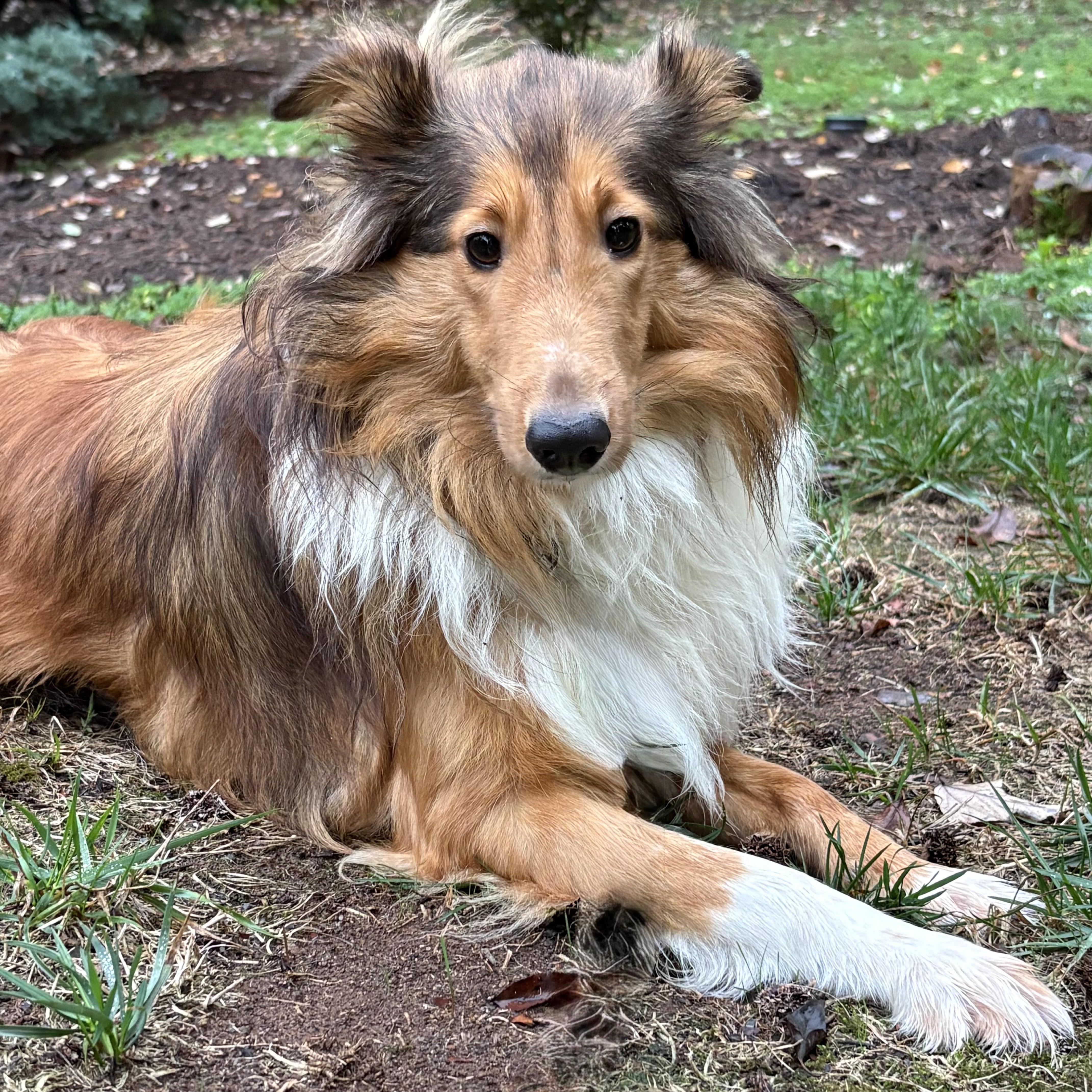 Enlarge Paloma, a Adoptable Shetland Sheepdog / Sheltie in Charlotte, NC image 1/2