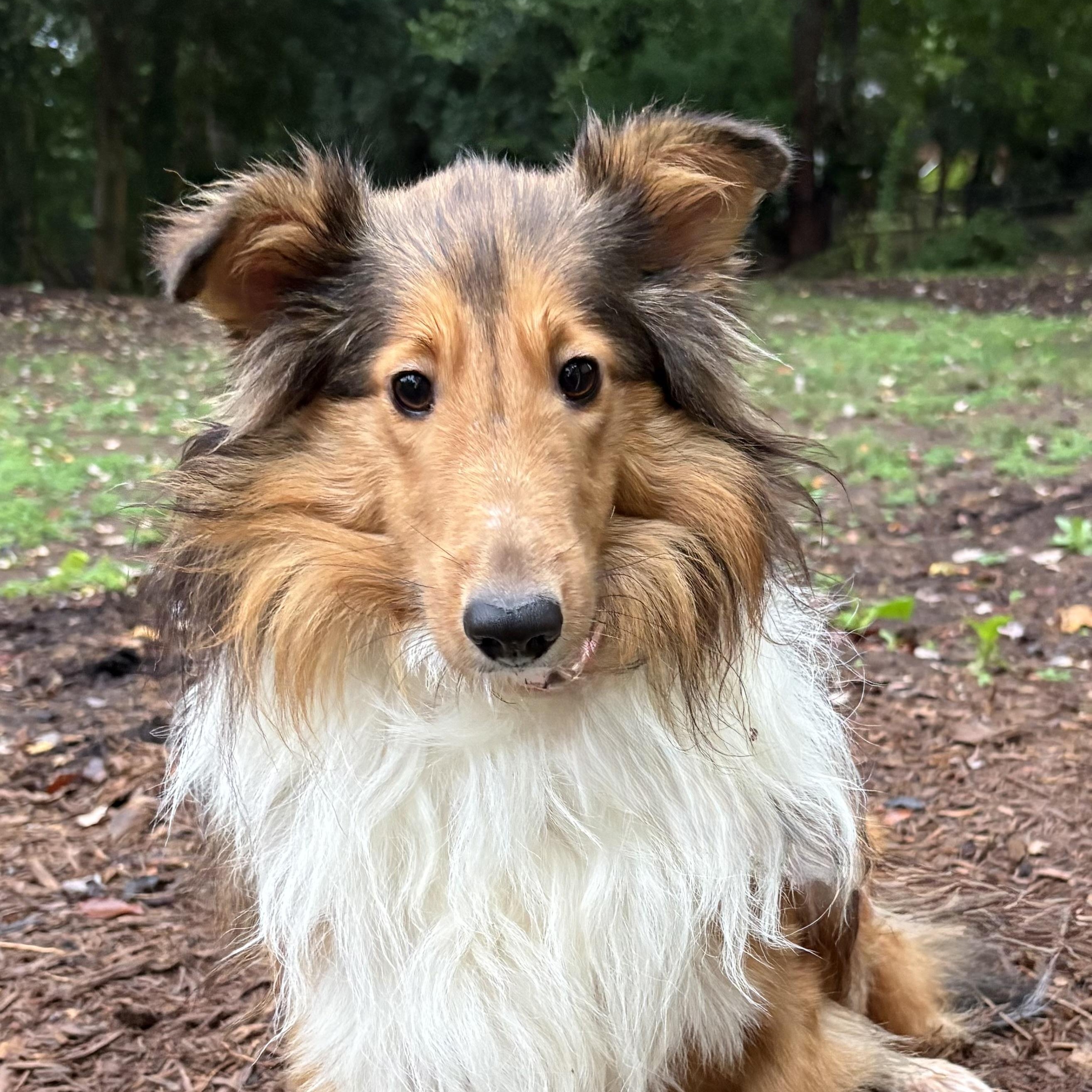 Enlarge Paloma, a Adoptable Shetland Sheepdog / Sheltie in Charlotte, NC image 2/2