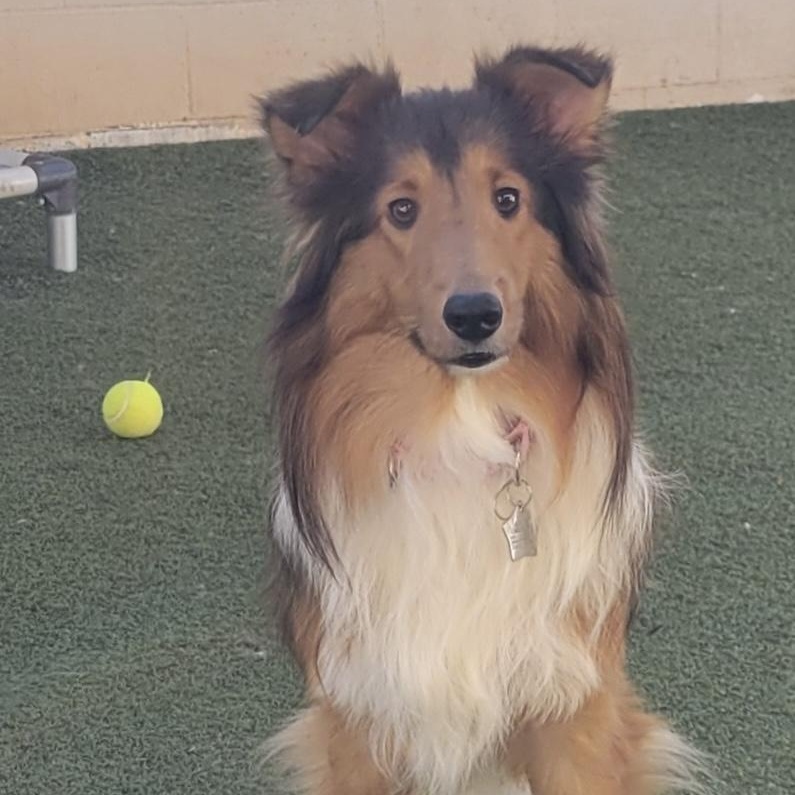 Enlarge Paloma, a Adoptable Shetland Sheepdog / Sheltie in Charlotte, NC image 1/1