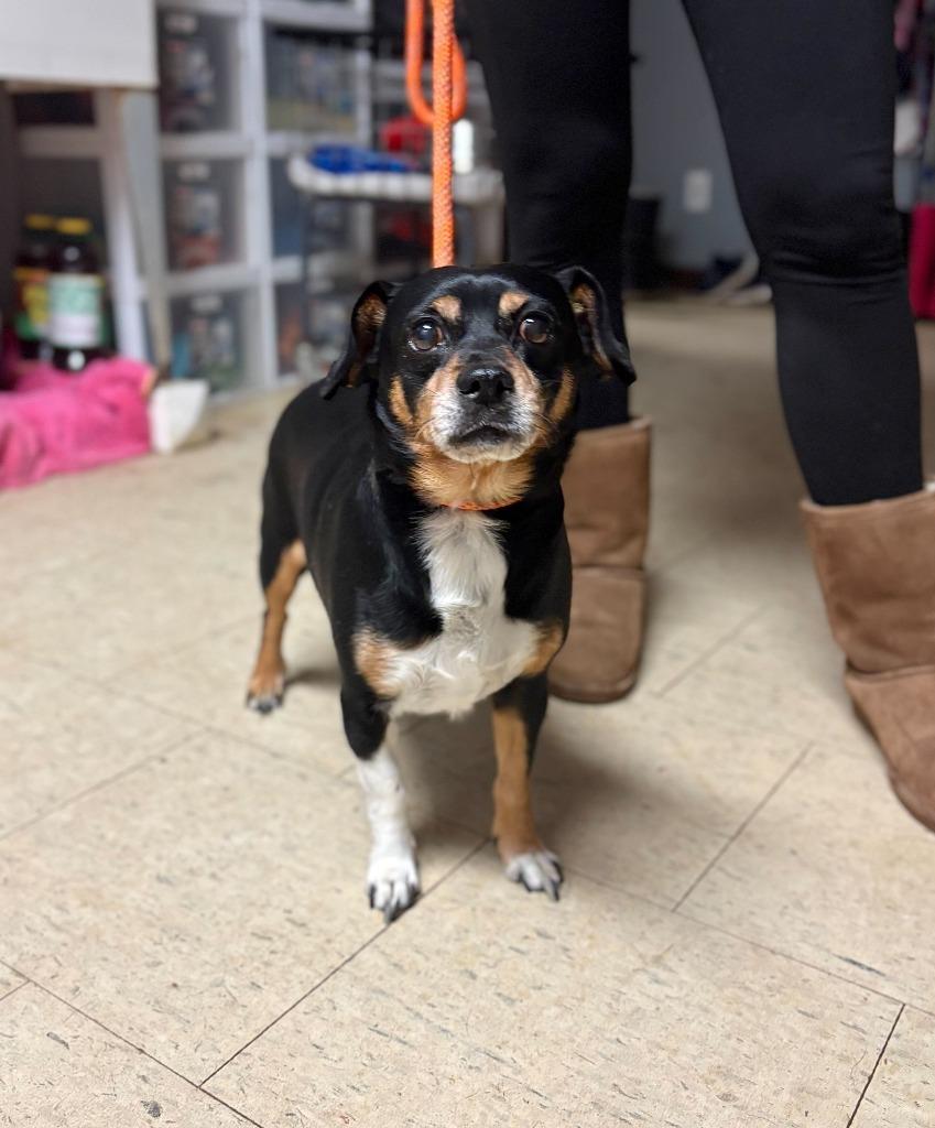 T Mobile, Adoptable, Senior Male Beagle & Mixed Breed.