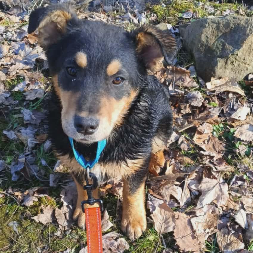 Enlarge Janet, a Adoptable mixed breed in Greenville, PA image 1/2