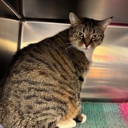 Enlarge Sasha – A Sweet Senior Looking for a Cozy Retirement, a Adoptable Domestic Short Hair in Braintree, MA image 3/5