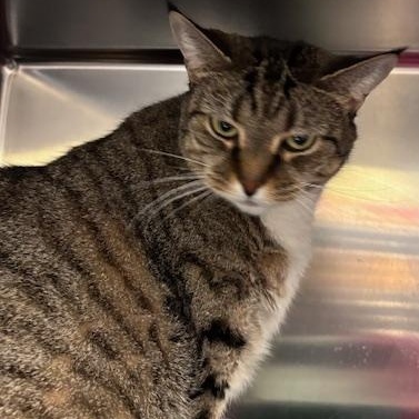 Enlarge Sasha – A Sweet Senior Looking for a Cozy Retirement, a Adoptable Domestic Short Hair in Braintree, MA image 4/5