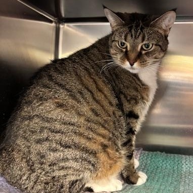 Enlarge Sasha – A Sweet Senior Looking for a Cozy Retirement, a Adoptable Domestic Short Hair in Braintree, MA image 5/5