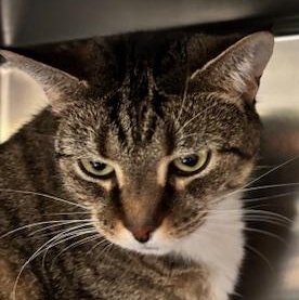 Sasha – A Sweet Senior Looking for a Cozy Retirement