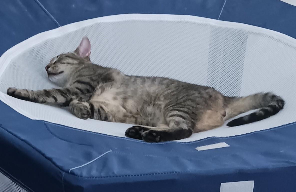 Enlarge Story B., a Adoptable mixed breed in New York, NY image 3/5