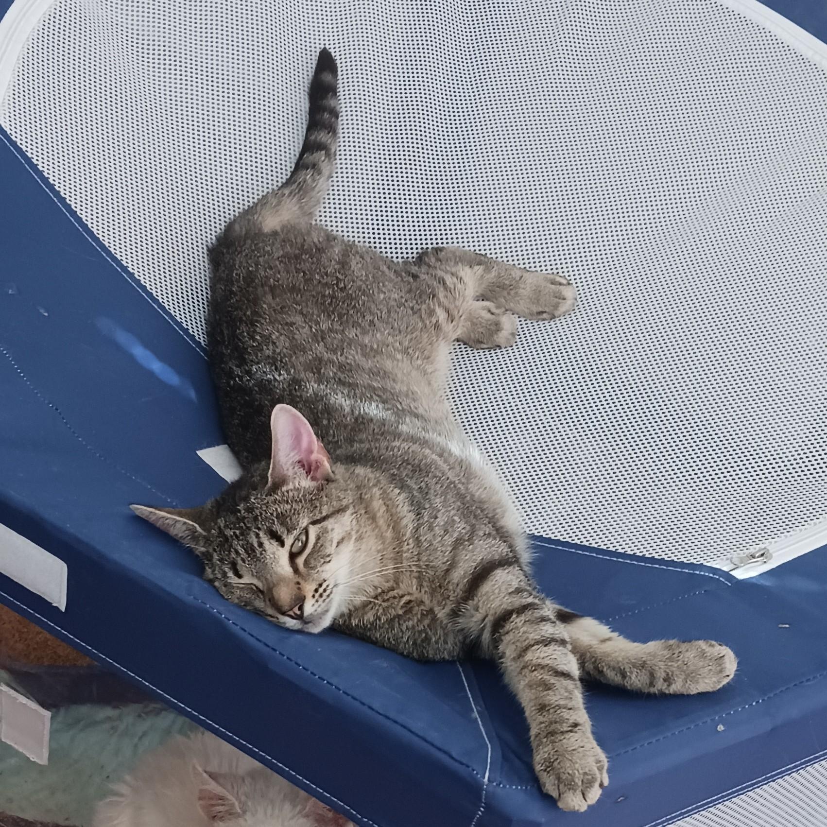 Enlarge Story B., a Adoptable mixed breed in New York, NY image 4/5