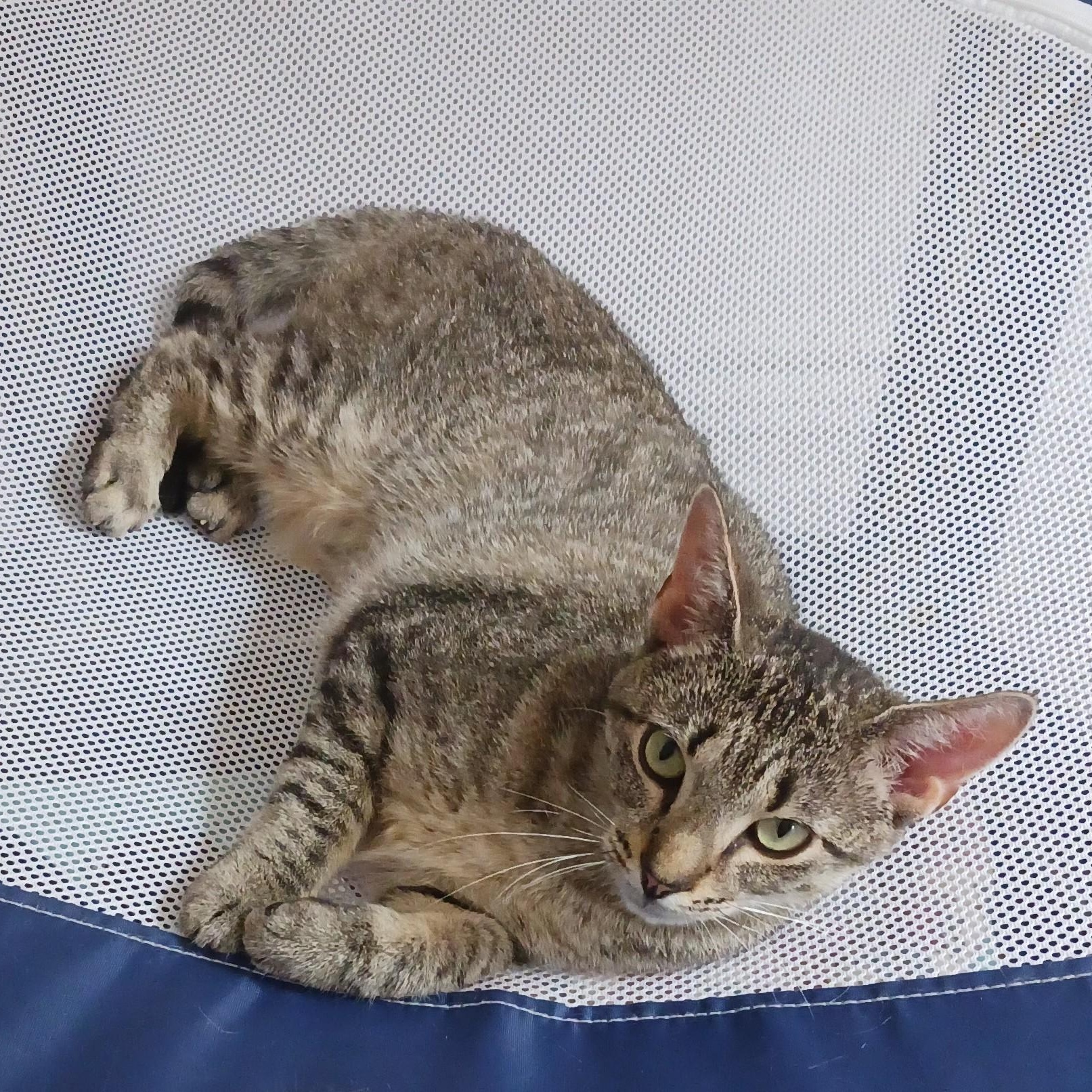 Story B. Domestic Short Hair Cat