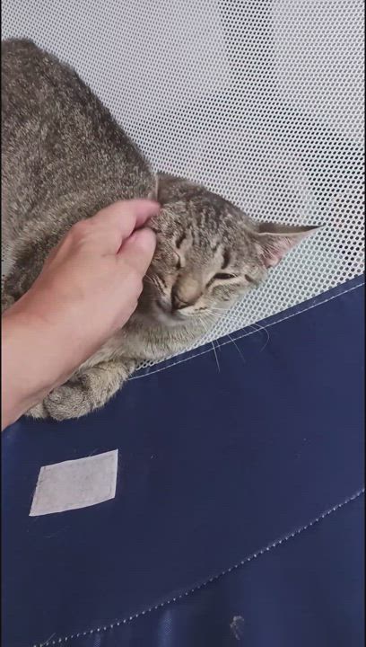 Enlarge Story B., a Adoptable mixed breed in New York, NY video 5/5