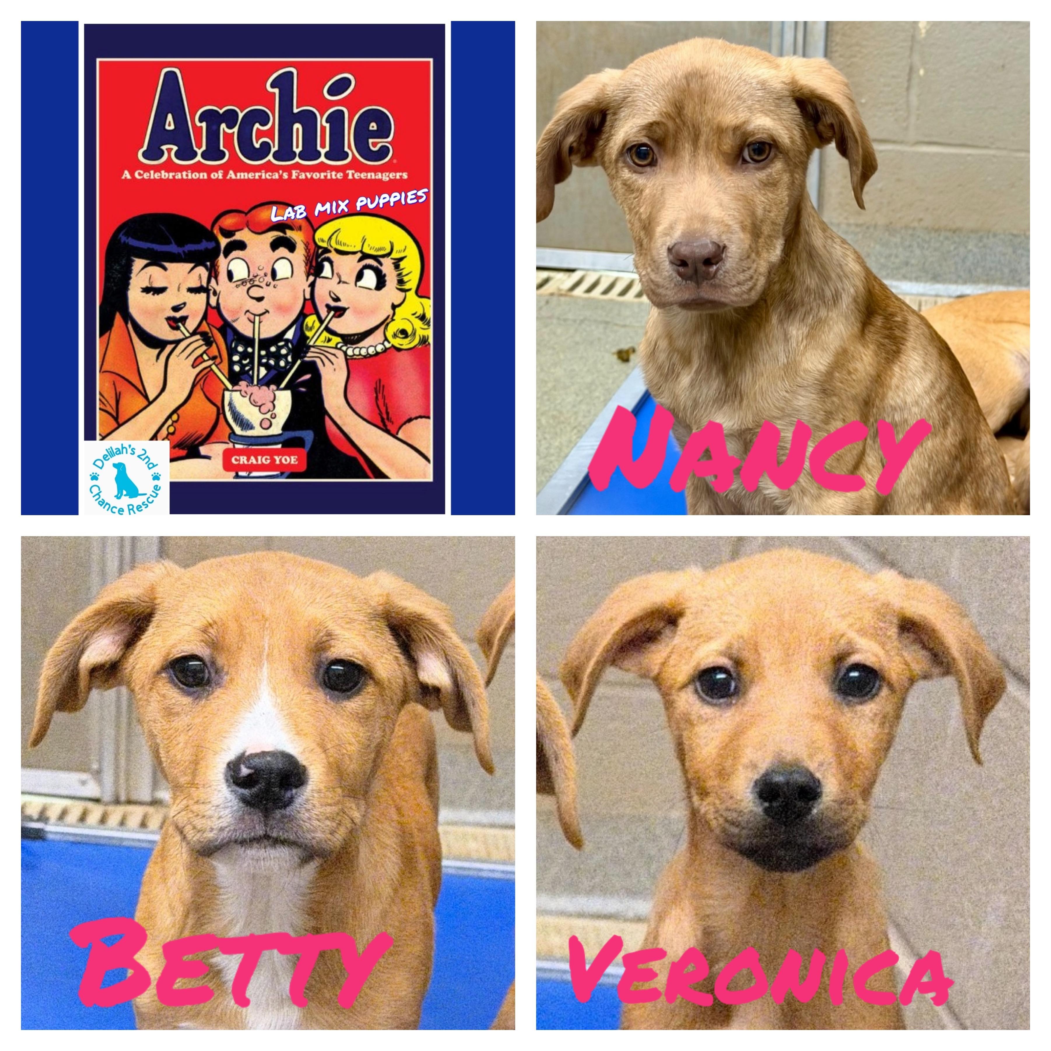 Archie’s Girls