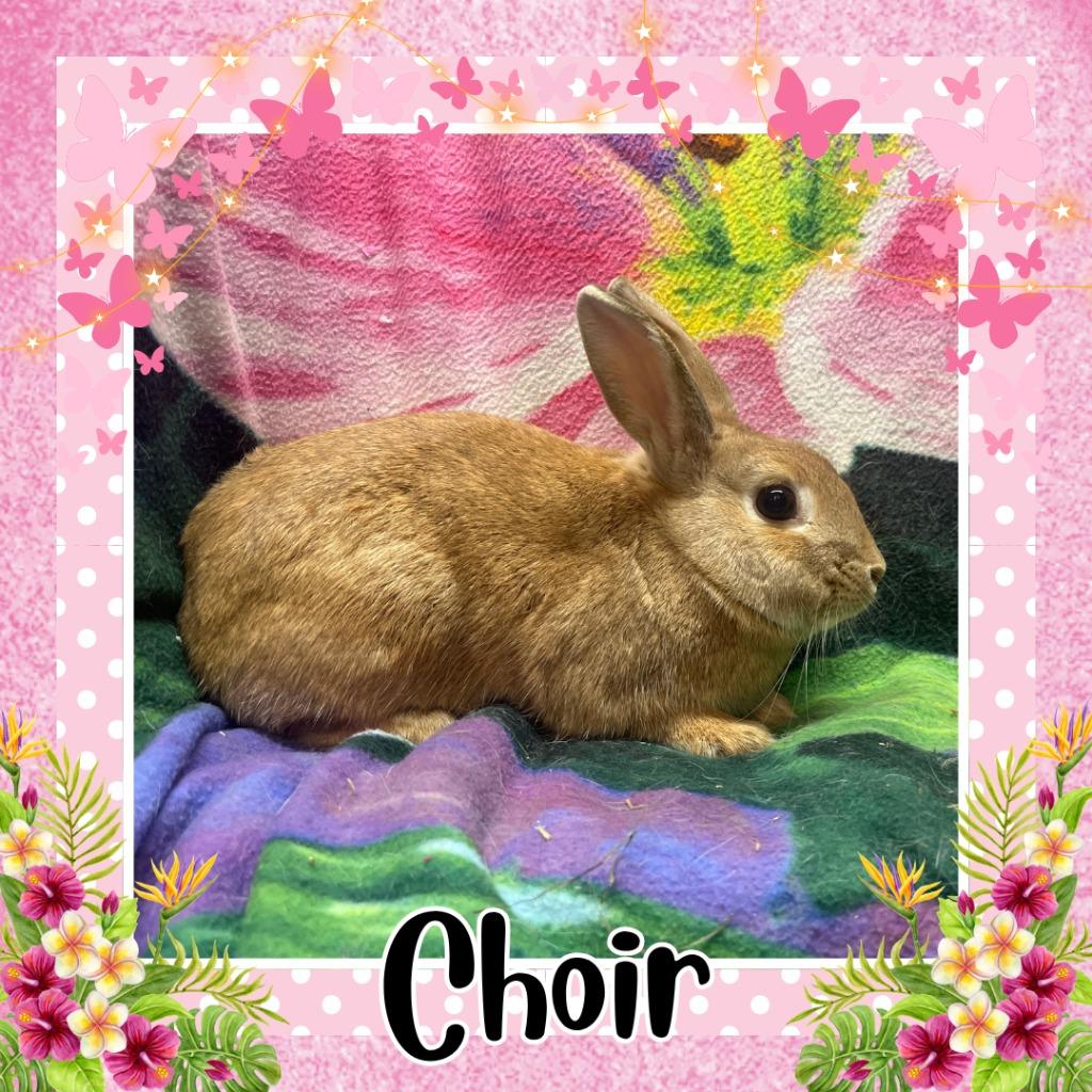 Choir, Adoptable, Baby Female Dutch.