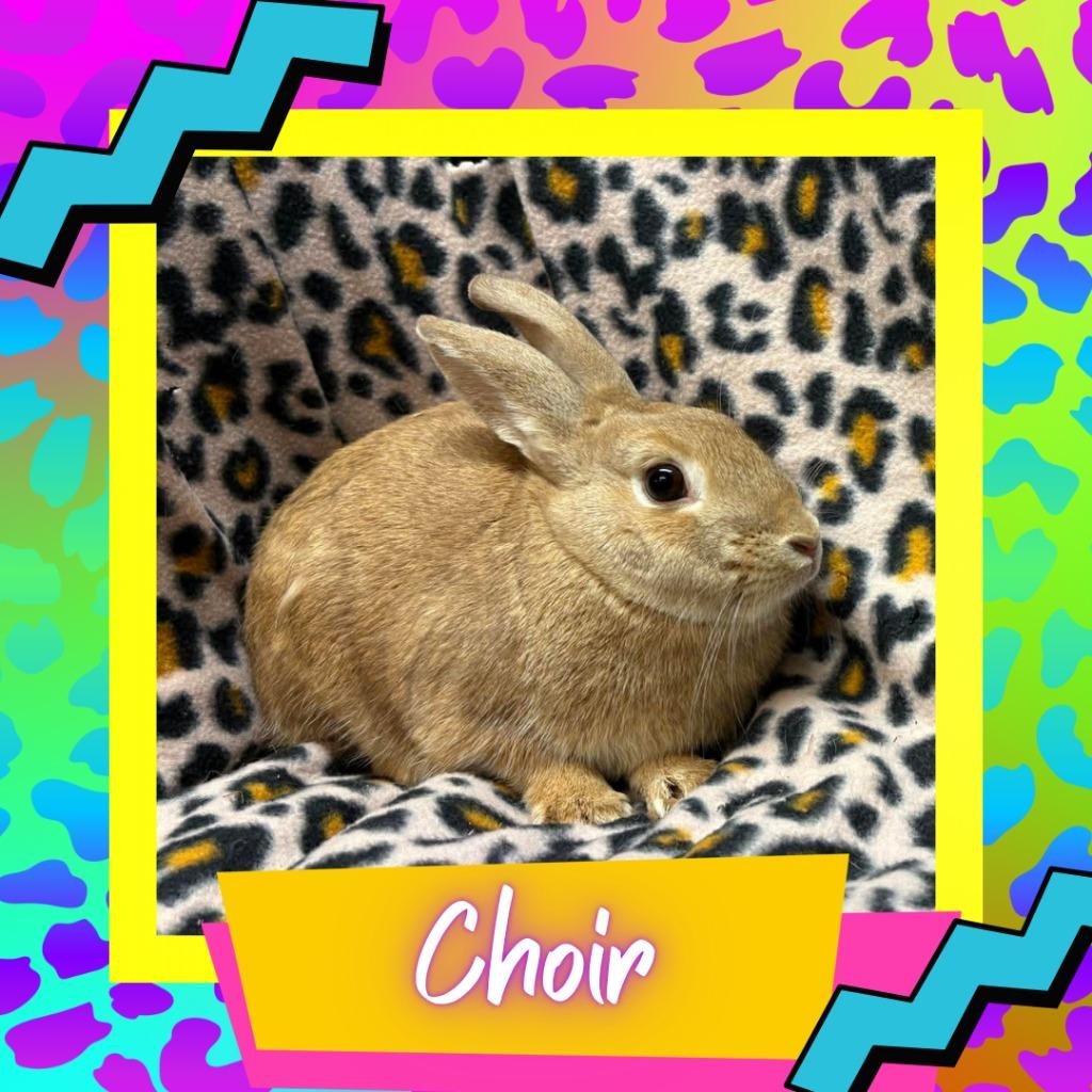 Enlarge Choir, a Adoptable Dutch in Elizabethtown, KY image 2/2