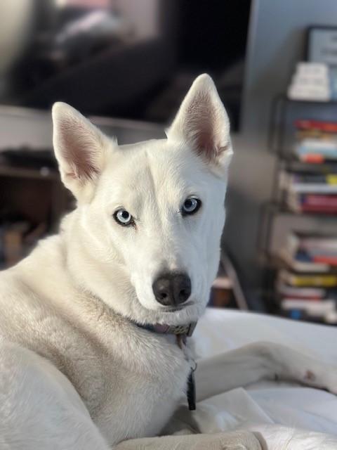 Sota, a Adoptable mixed breed in Lake Forest, CA image 4/5