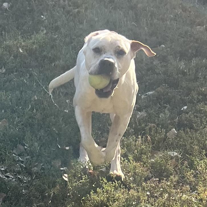 Maui, Adoptable, Adult Male Mixed Breed.