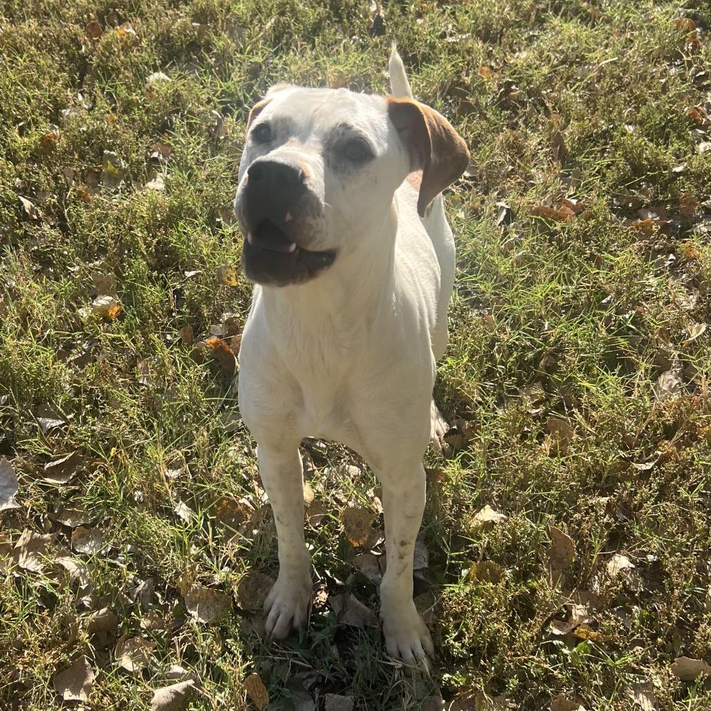 Enlarge Maui, a Adoptable Mixed Breed in Manhattan, KS image 2/6