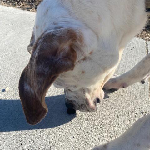 Enlarge Maui, a Adoptable Mixed Breed in Manhattan, KS image 3/6