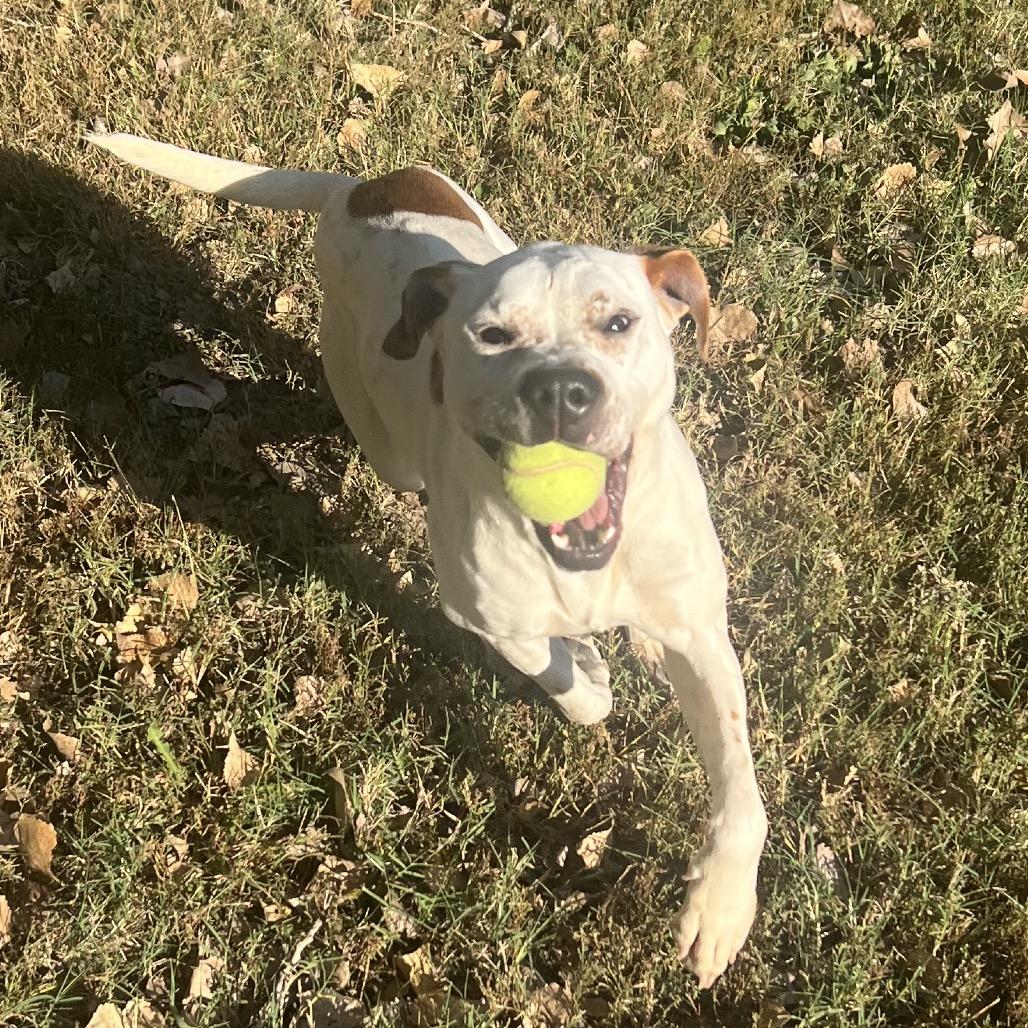 Enlarge Maui, a Adoptable Mixed Breed in Manhattan, KS image 4/6