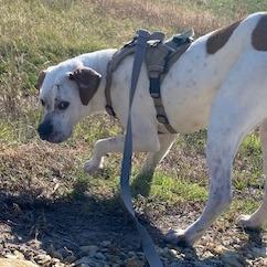 Enlarge Maui, a Adoptable Mixed Breed in Manhattan, KS image 5/6