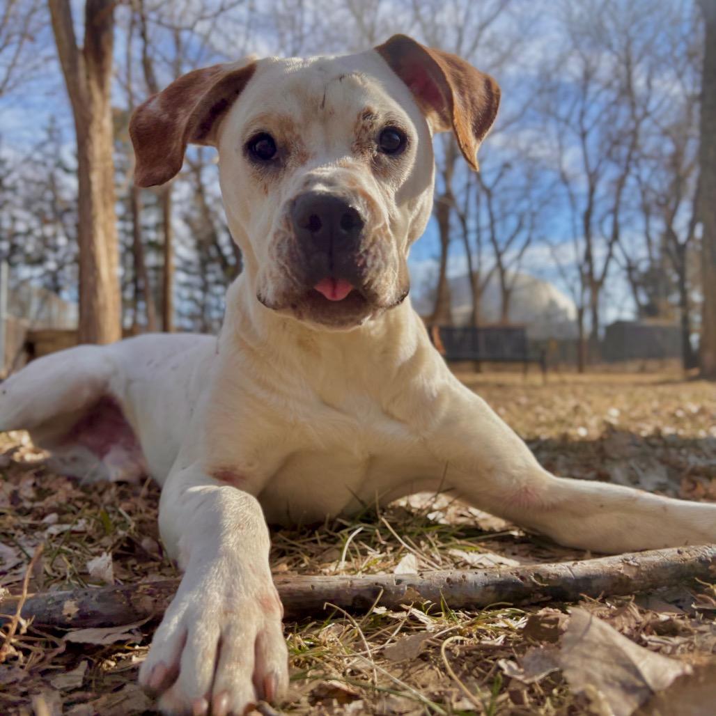 Enlarge Maui, a Adoptable Mixed Breed in Manhattan, KS image 6/6