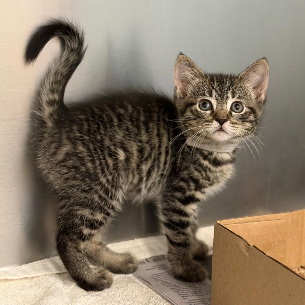 Shania, a Adoptable American Shorthair in Marshall, VA image 1/3