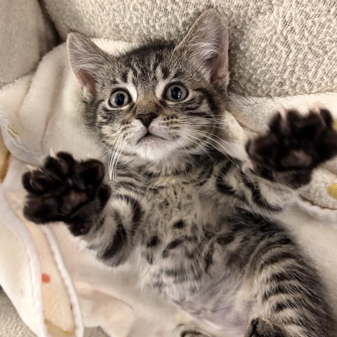 Shania, a Adoptable American Shorthair in Marshall, VA image 2/3