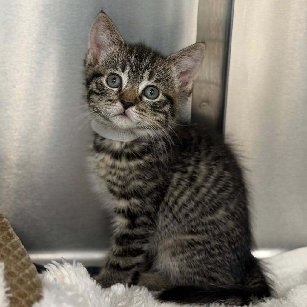 Shania, a Adoptable American Shorthair in Marshall, VA image 3/3