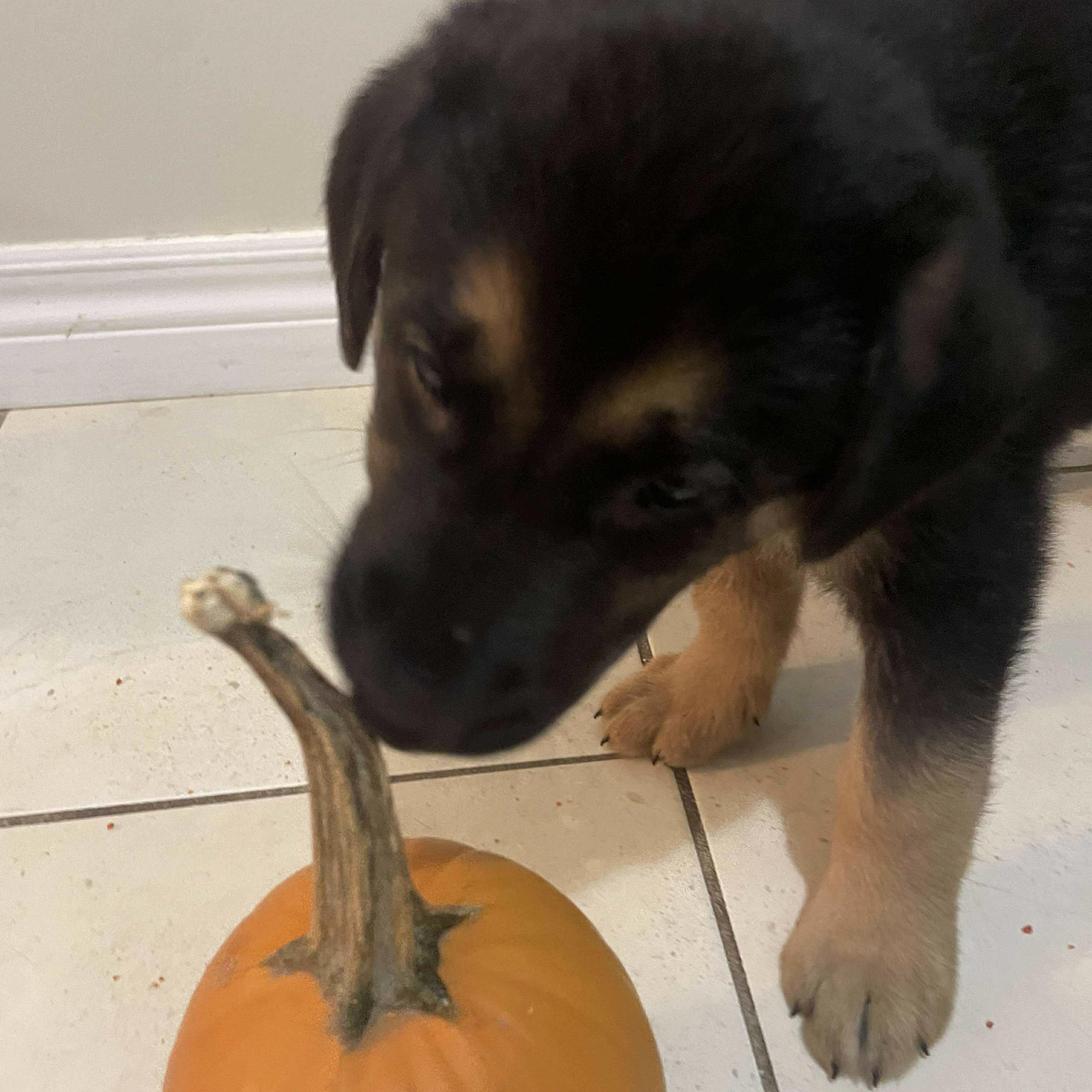 Agatha (20250924-01)